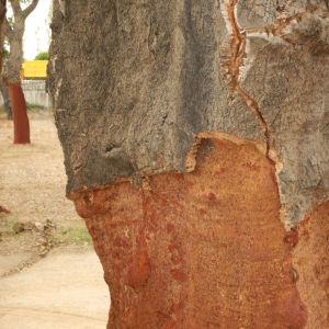 Portugal cork farm tour