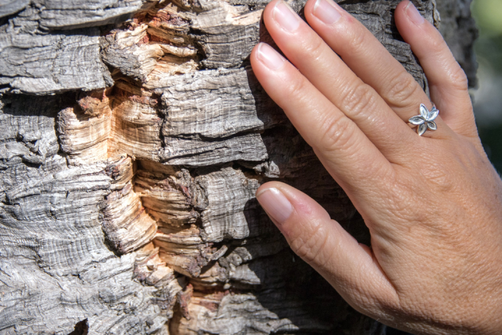 Portugal cork farm tour