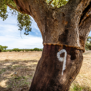 Portugal cork farm tour