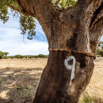 Portugal cork farm tour