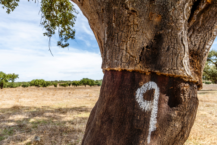Portugal cork farm tour