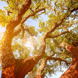 Portugal cork farm tour