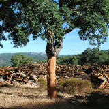 Cork farm tour guide explaining biodiversity and sustainability