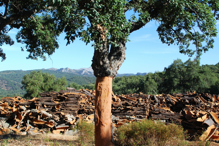 Portugal cork farm tour