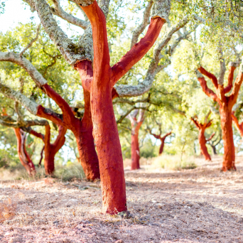 Portugal cork farm tour