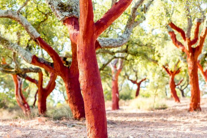 Portugal cork farm tour