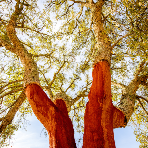 Portugal cork farm tour