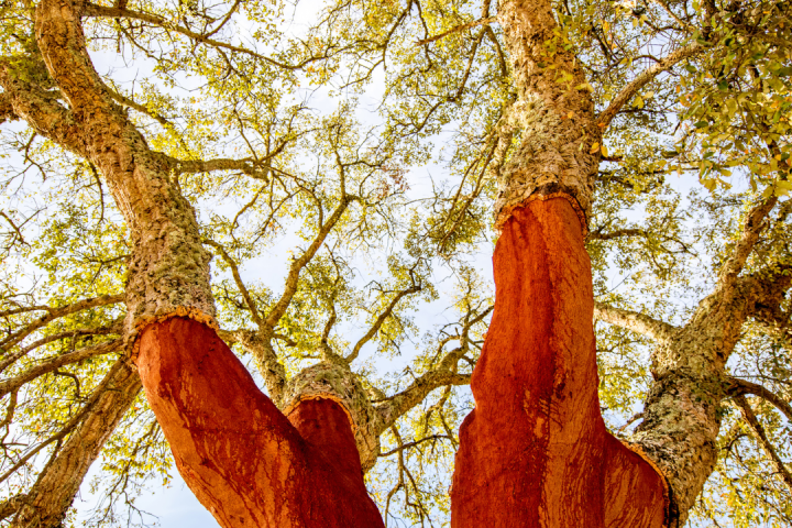 Portugal cork farm tour