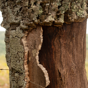Portugal cork farm tour
