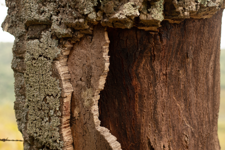 Portugal cork farm tour
