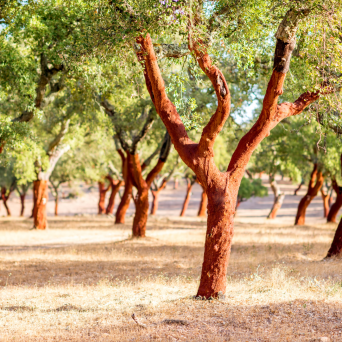 Portugal cork farm tour