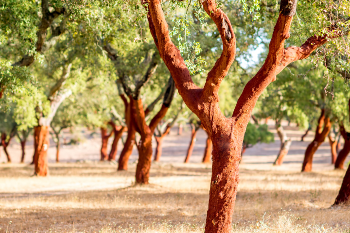 Portugal cork farm tour