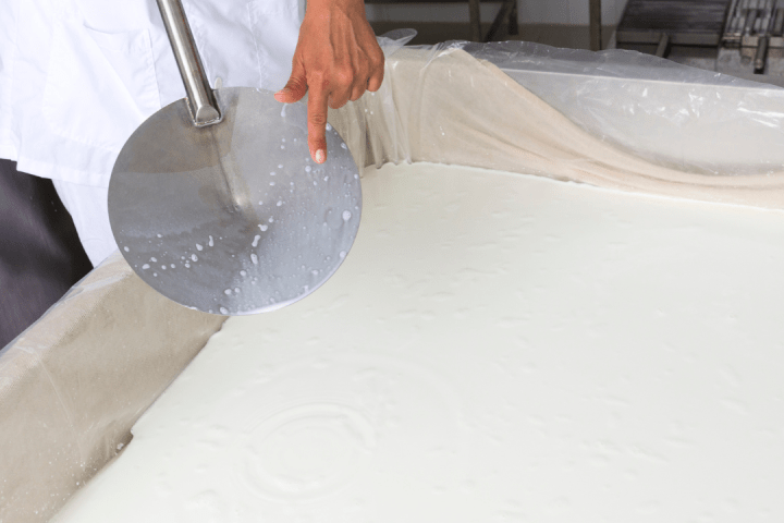 goat cheese making tour