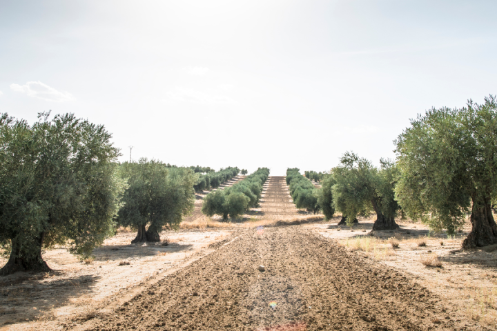 Lisbon olive oil tour