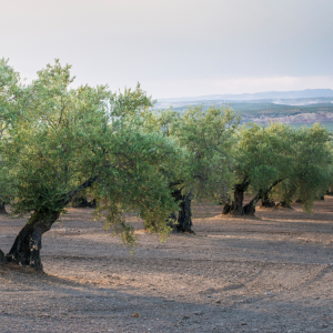 Lisbon olive oil tour