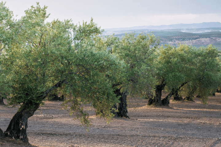 Lisbon olive oil tour