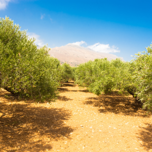 Lisbon olive oil tour