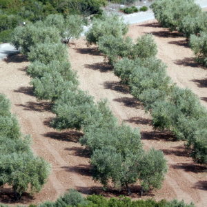 olive oil tour in portugal