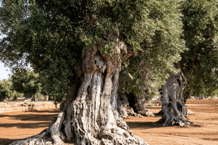 olive oil tour in portugal