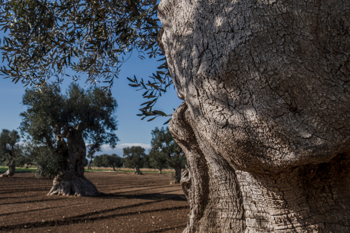 olive oil tour in portugal