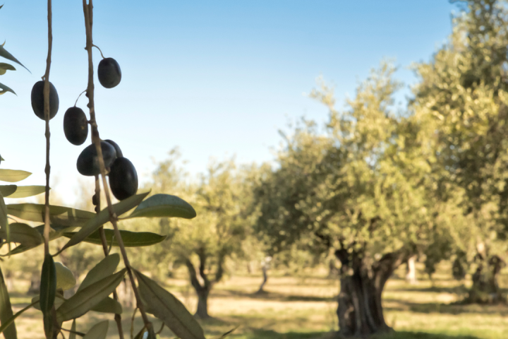 olive oil tour in portugal