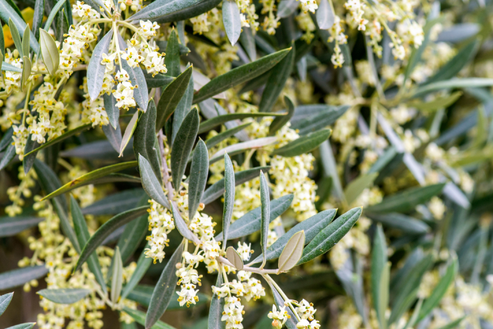 olive oil tour in portugal