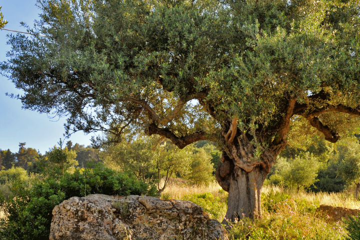 olive oil tour in portugal