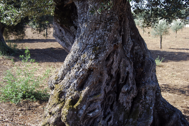 olive oil tour in portugal