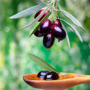 olive oil tour in portugal