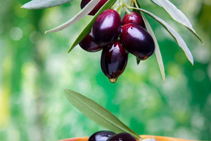 olive oil tour in portugal