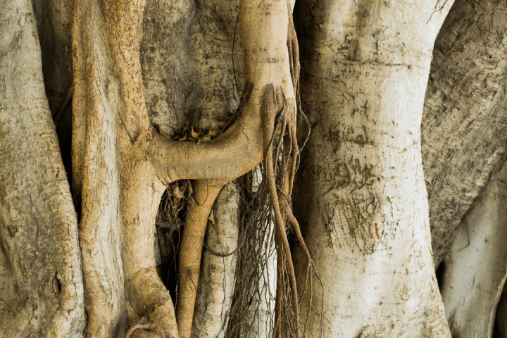 olive oil tour in portugal