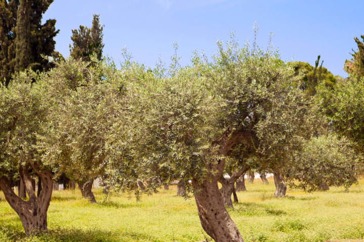 a herd of cattle standing on top of a grass covered field