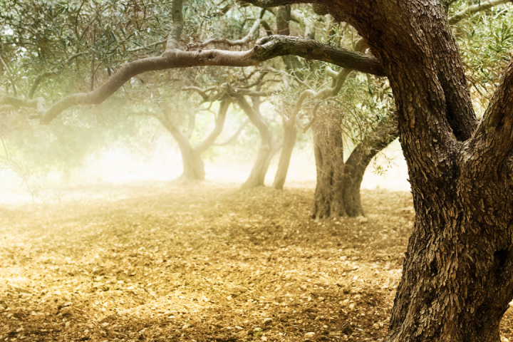 olive oil tour in portugal