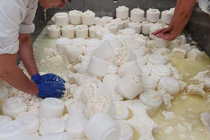 serra da estrela cheese and wine tasting