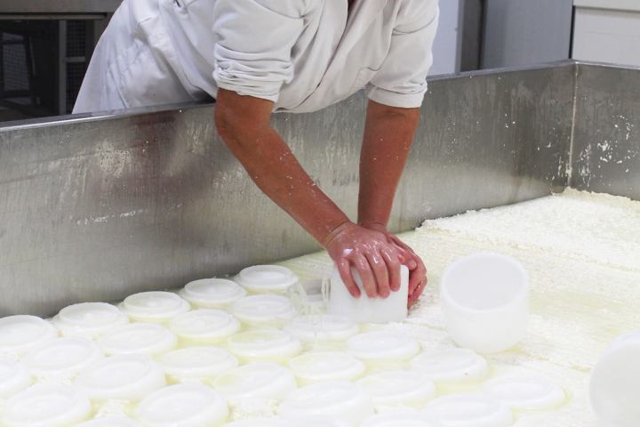 serra da estrela cheese and wine tasting