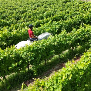 Serra da Estrela Vineyard Horseback Riding