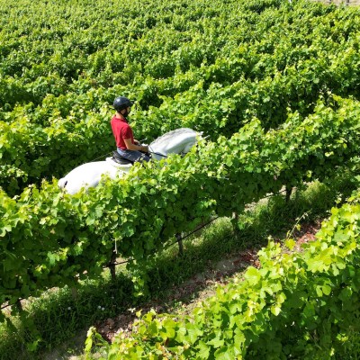 Serra da Estrela Vineyard Horseback Riding