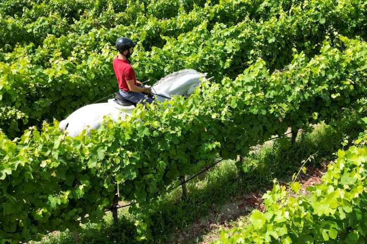 Serra da Estrela Vineyard Horseback Riding