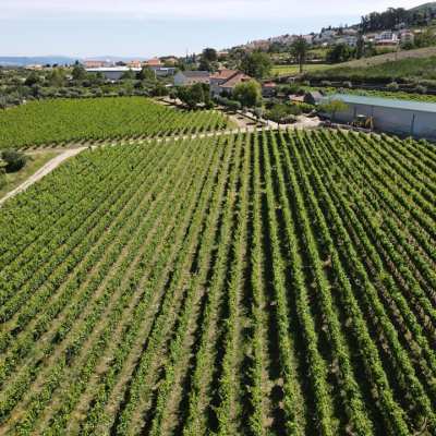 Serra da Estrela Vineyard Horseback Riding