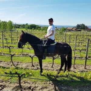 Serra da Estrela Vineyard Horseback Riding