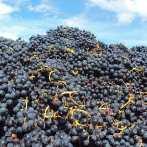 cadaval wine tasting