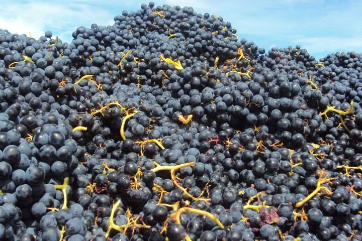 cadaval wine tasting