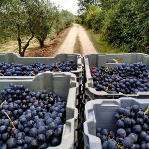 cadaval wine tasting