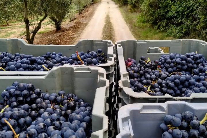 cadaval wine tasting