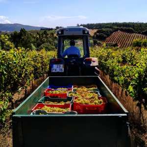 cadaval wine tasting