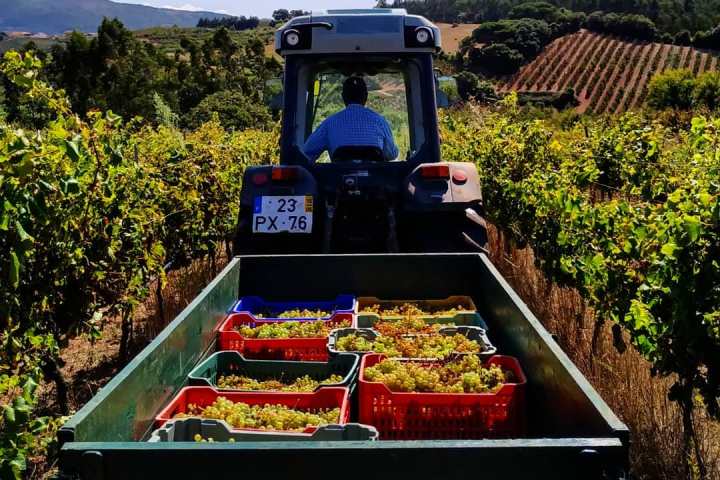 cadaval wine tasting