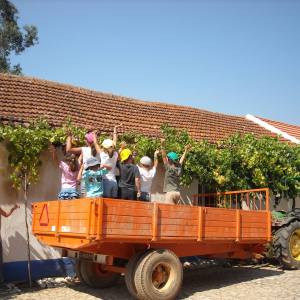 cadaval wine tasting