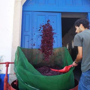 cadaval wine tasting