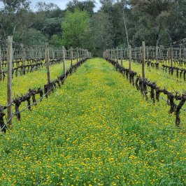 Grândola wine tasting