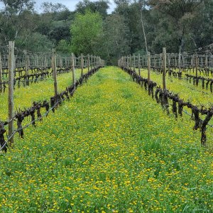 Grândola wine tasting